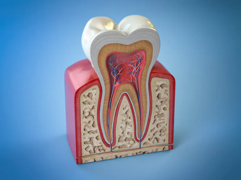 歯の神経を見せる歯の模型の断面図
